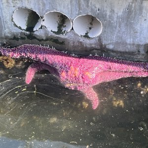 Star Fish on a Cap Sante dock