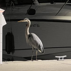 Blue Heron showed up this evening on the dock behind us