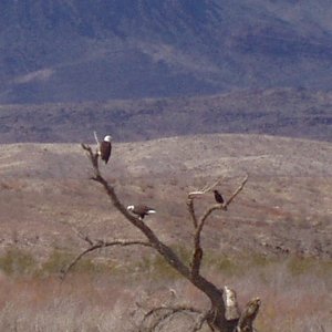 Bald Eagles at Lake Mohave