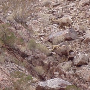 Desert Big Horn Sheep at Lake Mohave