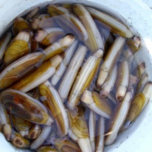 Bucket full of Razor clams from Clam Gulch, Alaska