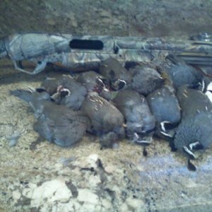 Media 'quail' in album 'Joel's Sheepshead'