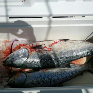 04-07-12 salmon