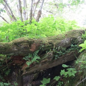 Village Island totem pole
