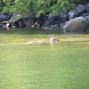 Island hopper