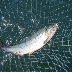 Nice Pink Salmon from Hall Point
