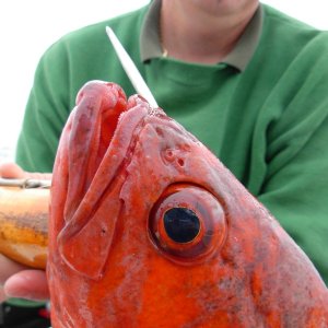 Red Snapper, somewhere offshore of Barkley Sound