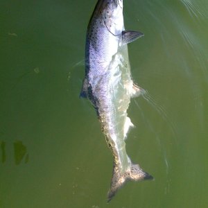 Lake WA King 1-31-2009