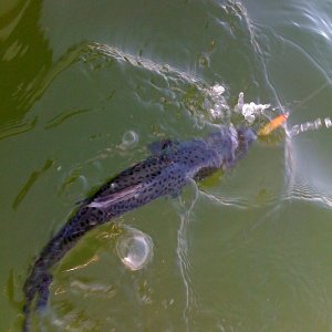 Lake Wa King 1-31-2009