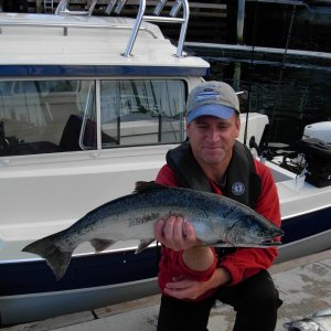 Shilshole Coho,  September 20, 2009