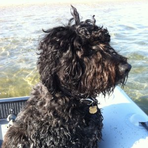 The Navigator