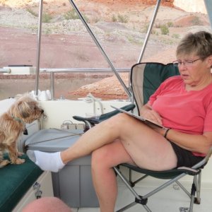 Media 'Rusty and Dixie check the ipad' in album 'Bob, Angel, Marie, Dixie, Rusty'