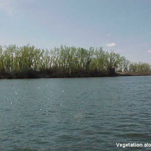 36 Vegetation along river