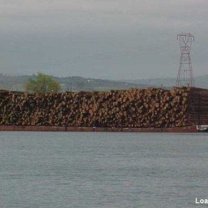 48 Load of logs