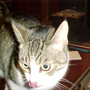 Media '81 Happy cat' in album '1 Snake above Granite Dam'