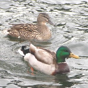 Media '(Pat Anderson) - Mr. and Mrs. Duck' in album '(Pat Anderson) - In the Driveway in Fall City'
