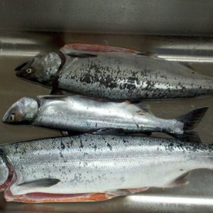 My first salmon.  Two silvers & a small pink.