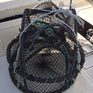 Media 'Commercial shrimp pots' in album 'She's home!'