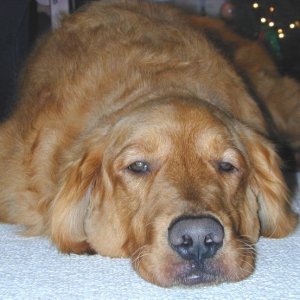 This is a picture of Cosmo, our beloved 11 1/2 year old Golden Retriever who passed away on June 10, 2010. This is when he was young, and how I'll remember him. This guy was extra special  because he was the dog the kids grew up with...never to be replaced.