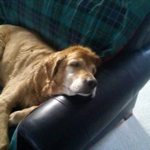 This is a picture of Cosmo in the last few months of his life...a good memory, too. This is how he looked every morning as I went off to work.