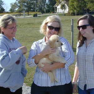 Media 'Well, we decided to get a new Golden friend...introducing "Murphy". Here, my wife Mari and our daughter Casey accept Murphy on Monday, October 4, 2010 from Alicia Maxey at Eclipse Goldens in St. Joseph, Illinois. Alicia and her husband brought Murphy back to Illinois from StarRise Goldens in Morgantown, WV. They were getting a pup for their program, and offered to bring Murphy back, too.' in album 'This is a picture of Cosmo, our beloved 11 1/2 year old Golden Retriever who passed away on June 10, 2010. This is when he was young, and how I'll remember him. This guy was extra special  because he was the dog the kids grew up with...never to be replaced.'