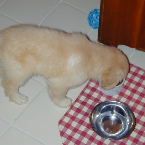 Media 'Checking out the chow.' in album 'This is a picture of Cosmo, our beloved 11 1/2 year old Golden Retriever who passed away on June 10, 2010. This is when he was young, and how I'll remember him. This guy was extra special  because he was the dog the kids grew up with...never to be replaced.'