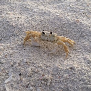 Not seen often by us...a \"ghost crab\"