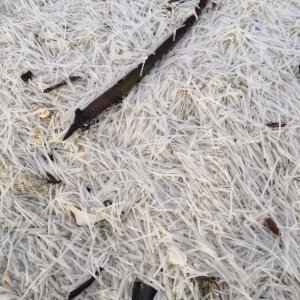 Florida snow. Have never run across this fluff. Think it may be worm casings.