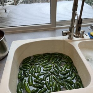 Rene fighting low temperatures with jalape?os