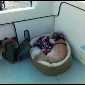 And this is why we call it Madi's Bunk; everywhere we go, that dog sleeps; we tell her she has to learn to calm down and chill out!