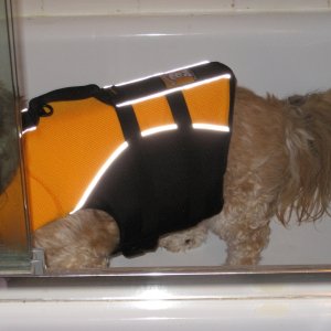 Media 'Maddie in her super-duper new PFD, in tub' in album 'Maddie (Madison) and Mommy (Brenda)   Both passed to spirit May 2010.  I sail to honour their memory'
