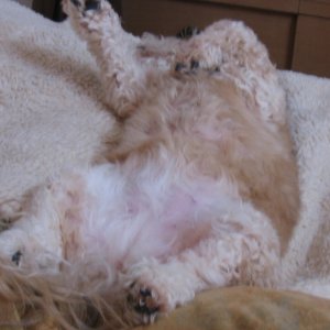Maddie kicking back for a snooze