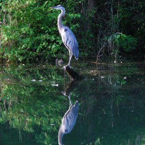 Marcia's best Blue Heron picture ever!