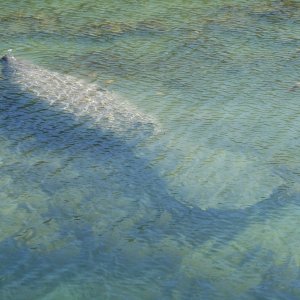 Small Manatee joined us in the marina on Stock Island