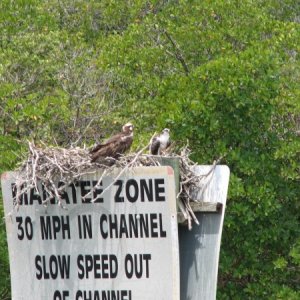 Of course the osprey nests were everywhere and full of chicks.