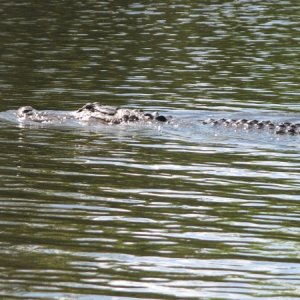 In a secluded dead end canal anchorage off of the Okeechobee WW, we were joined by Mr. Jaws.