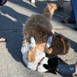 puppies