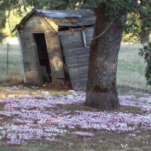 one of the ONLY things I will miss about livin iin the boonies!  Hardy Cyclamen are gorgeous!