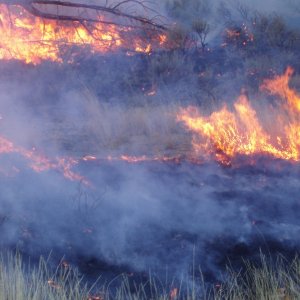 Media '100 acre burn off to create grassy range land' in album 'Merry Fishmas'