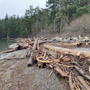 More Echo Bay driftwood