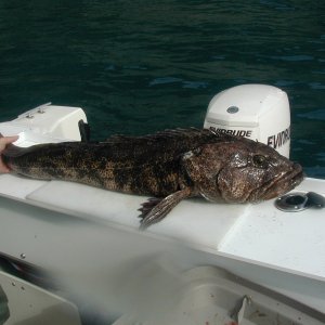 Ling Cod Seward Aug 05