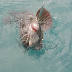 Ling Cod Hanging on Rock Bass