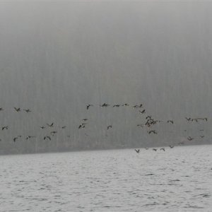 Geese Heading Out