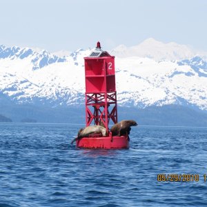 Sea Lions Lone Is Buoy