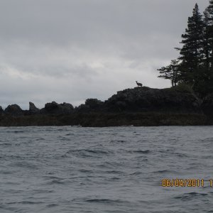 Media 'Blacktail Deer Applegate Island' in album 'Long Bay Jul 4'
