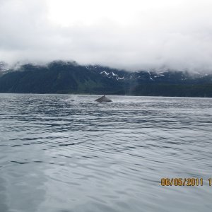 Humpbacks Shotgun Cove 28 MM Lens