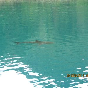Salmon Shark Prince William Sound