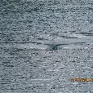 Salmon Shark Cruising on Surface