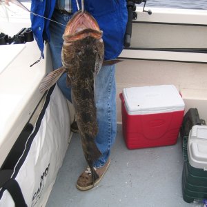 Media 'Nice Lingcod' in album 'fishing 5-20-2006 013'
