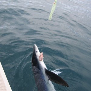 blue shark